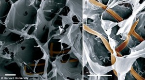 Biocompatible nanoscale wiring embedded in synthetic tissue.